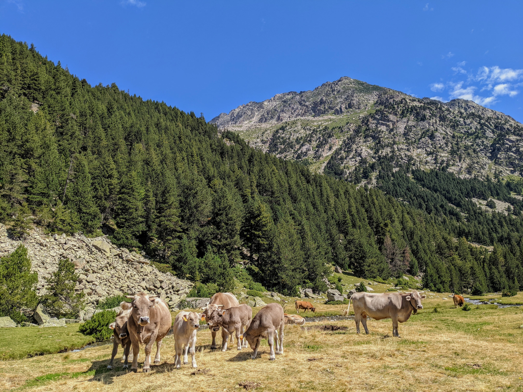 A picture of a cow herd in the Pyrenees