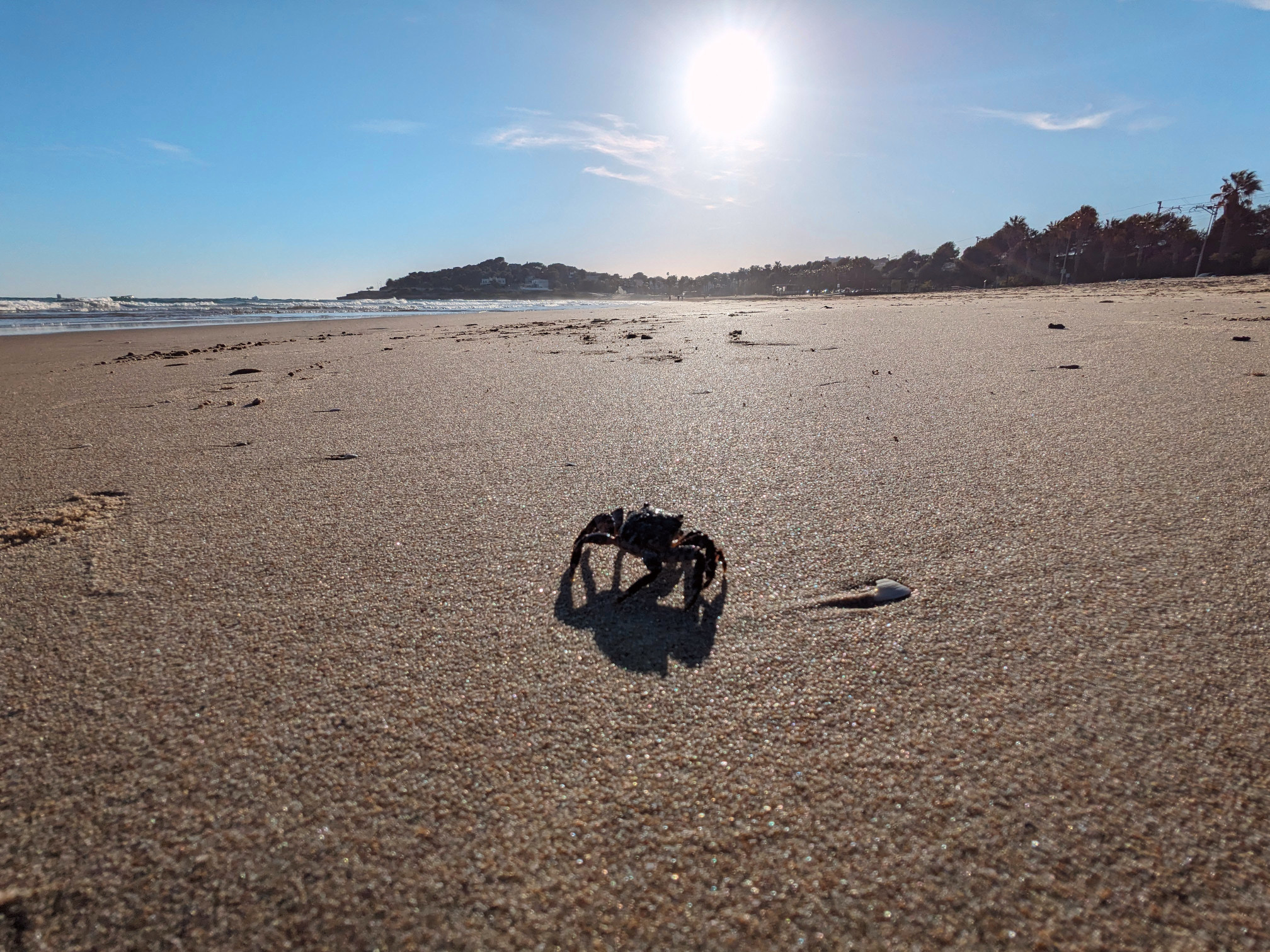 A crab walking over a sunny beach