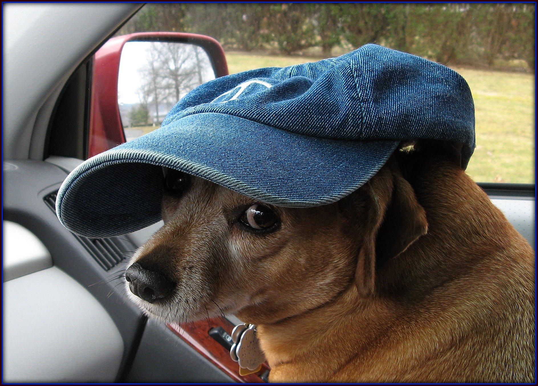 A dog with a blue hat